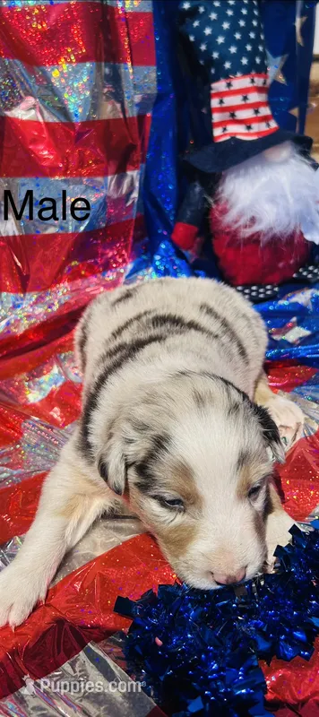 Maple – Australian Shepherd puppy for sale in Cotopaxi, CO