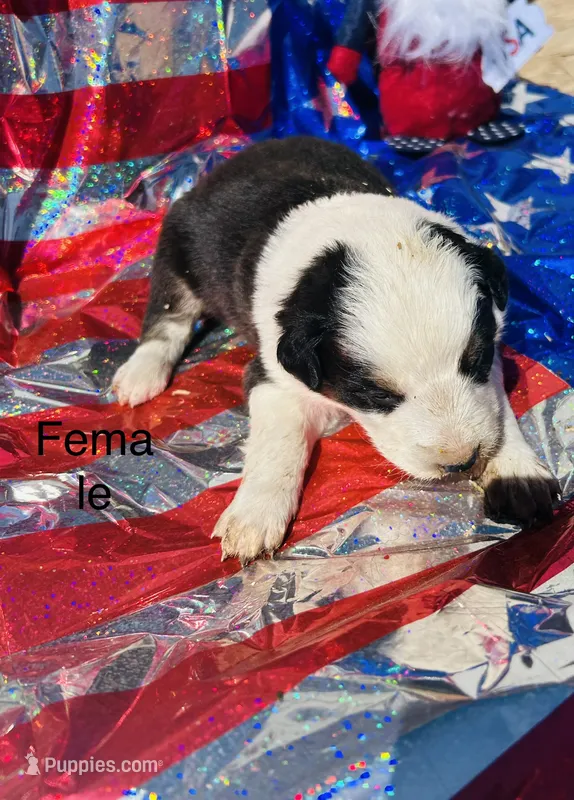 Aspen – Australian Shepherd puppy for sale in Cotopaxi, CO