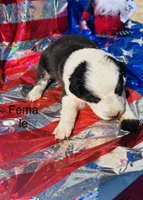 Aspen, a female Australian Shepherd for sale in Cotopaxi, CO – 1 of 1