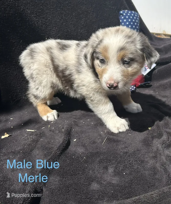 Maple – Australian Shepherd puppy for sale in Cotopaxi, CO