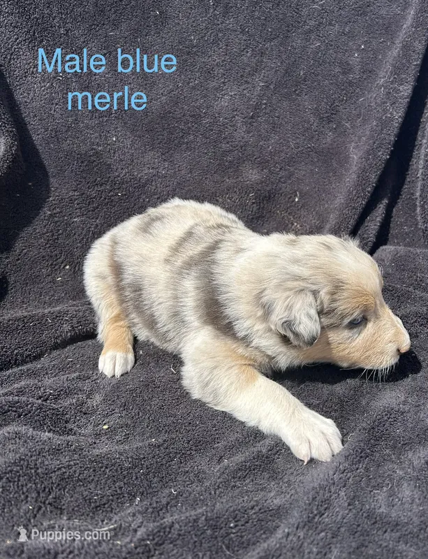 Maple – Australian Shepherd puppy for sale in Cotopaxi, CO