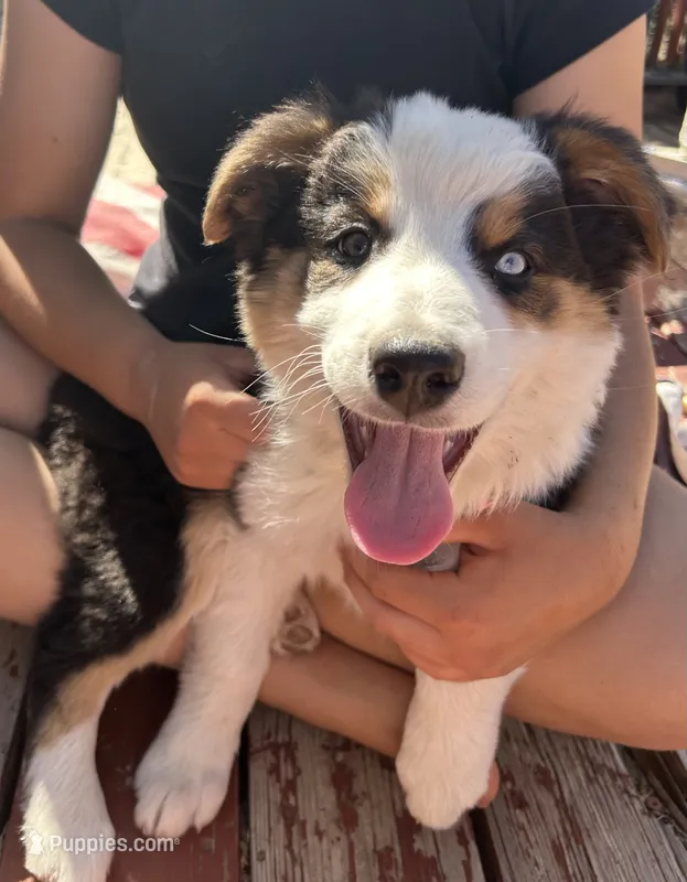 Panda – Australian Shepherd puppy for sale in Cotopaxi, CO