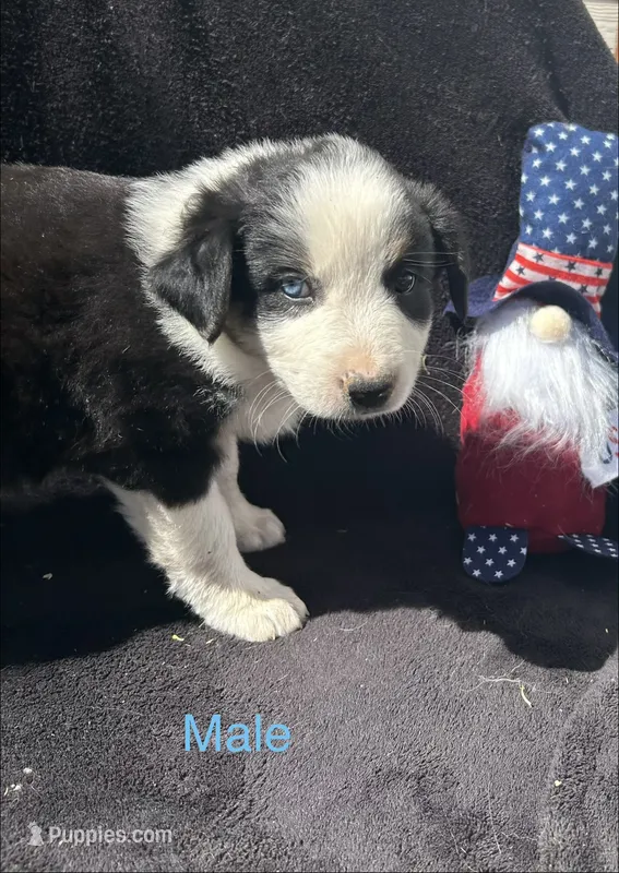 Oakley – Australian Shepherd puppy for sale in Cotopaxi, CO