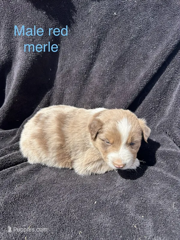 Rowan – Australian Shepherd puppy for sale in Cotopaxi, CO