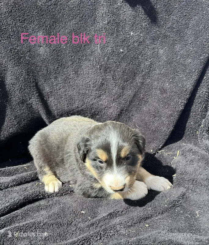 Hazel – Australian Shepherd puppy for sale in Cotopaxi, CO