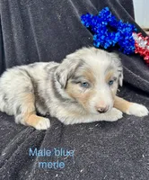 Silver, a male Australian Shepherd for sale in Cotopaxi, CO – 7 of 9