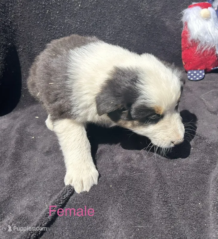 Aspen – Australian Shepherd puppy for sale in Cotopaxi, CO