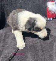 Panda, a female Australian Shepherd for sale in Cotopaxi, CO – 6 of 7