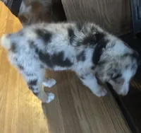 Silver, a male Australian Shepherd for sale in Cotopaxi, CO – 3 of 9