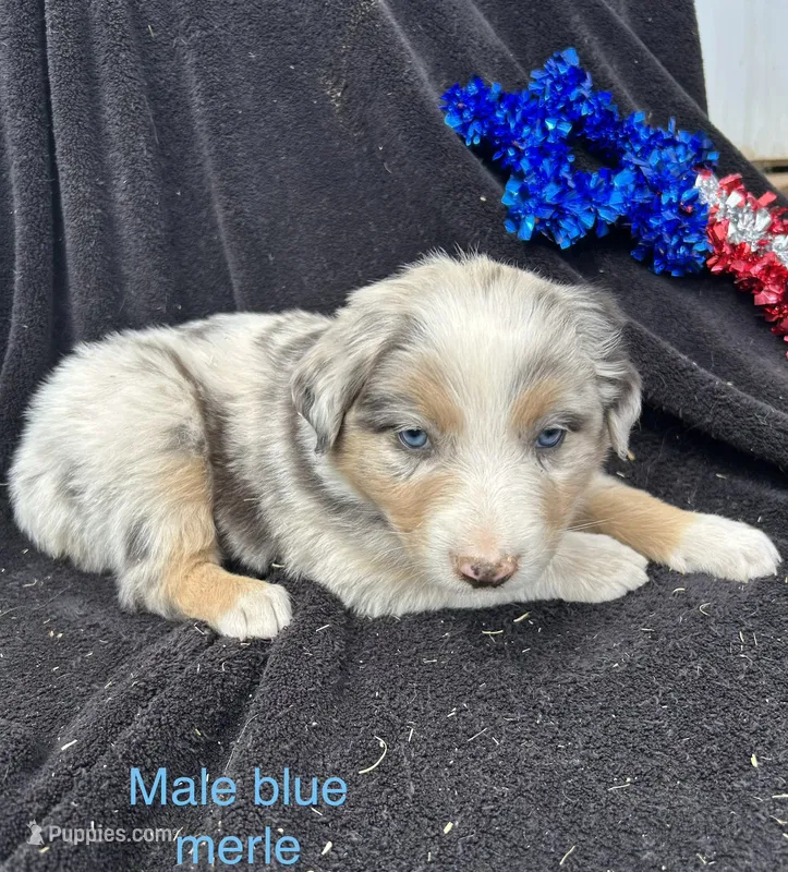 Maple – Australian Shepherd puppy for sale in Cotopaxi, CO