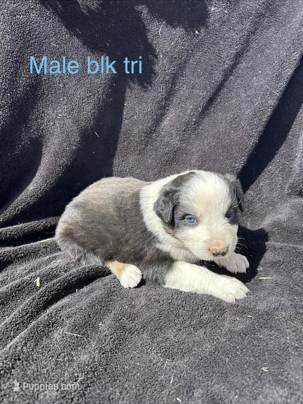 Oakley – Australian Shepherd puppy for sale in Cotopaxi, CO