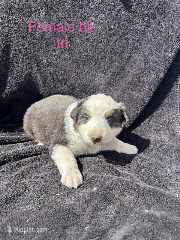 Aspen – Australian Shepherd puppy for sale in Cotopaxi, CO