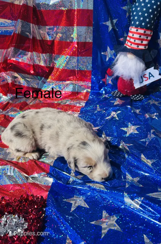 Juniper – Australian Shepherd puppy for sale in Cotopaxi, CO