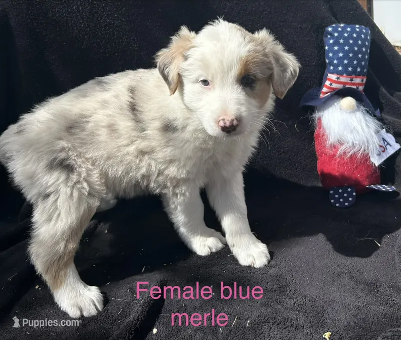 Willow – Australian Shepherd puppy for sale in Cotopaxi, CO
