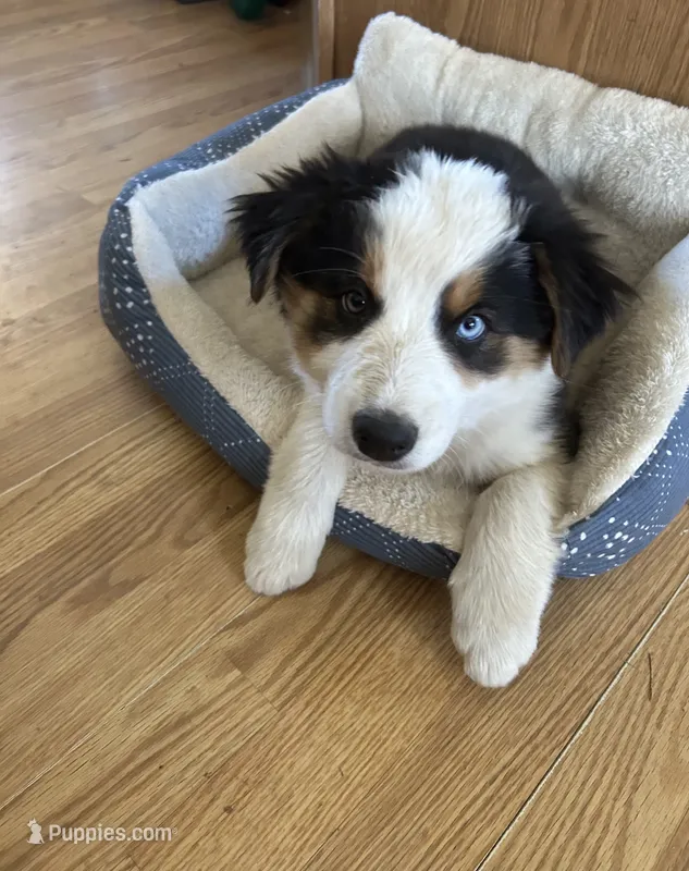 Panda – Australian Shepherd puppy for sale in Cotopaxi, CO