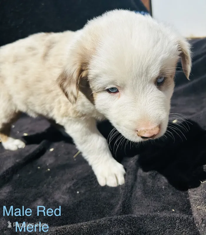 Cedar – Australian Shepherd puppy for sale in Cotopaxi, CO