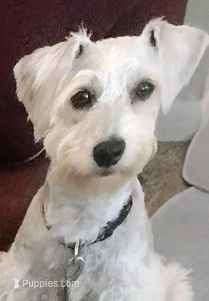 Ace – Miniature Schnauzer, Schnoodle puppy for sale in Missouri City, TX
