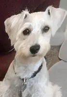 Ace, a male Miniature Schnauzer and Schnoodle for sale in Missouri City, TX – 1 of 3