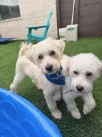 Ace, a male Miniature Schnauzer and Schnoodle for sale in Missouri City, TX – 3 of 3