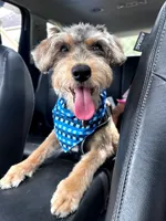 Lucky, a male Miniature Schnauzer and Schnoodle for sale in Missouri City, TX – 3 of 4