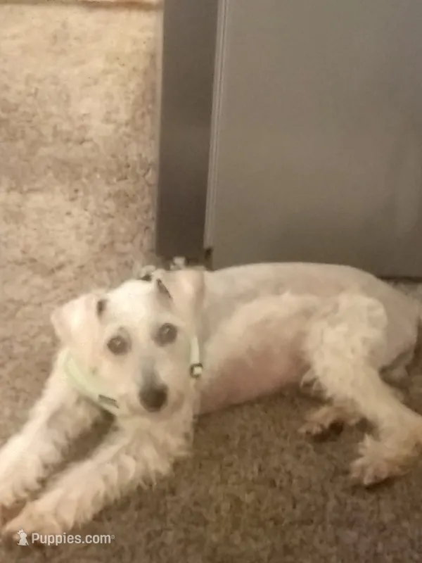 Ace – Miniature Schnauzer, Schnoodle puppy for sale in Missouri City, TX