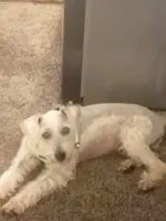 Ace, a male Miniature Schnauzer and Schnoodle for sale in Missouri City, TX – 1 of 3