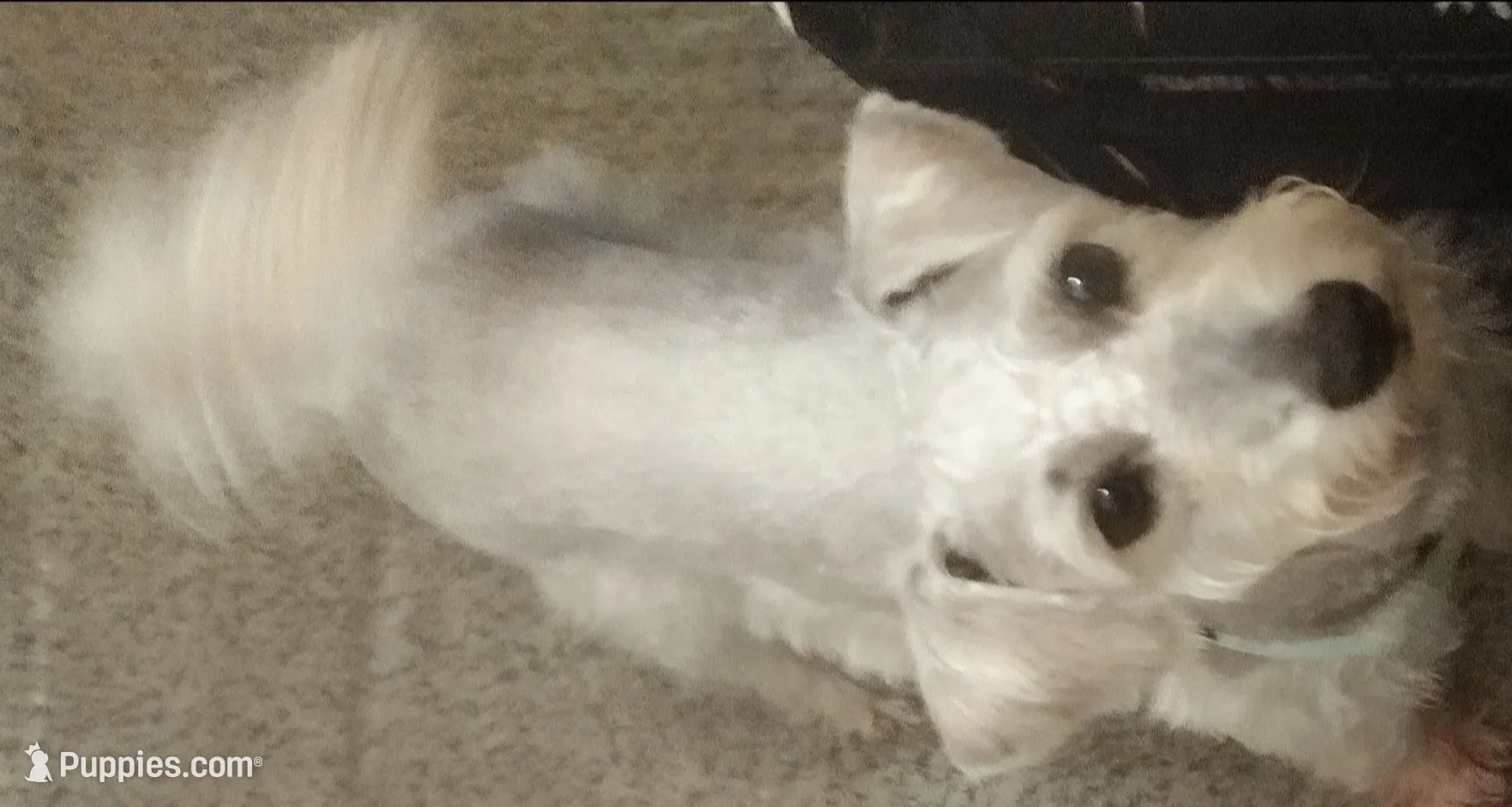 Ace, a male Miniature Schnauzer and Schnoodle for sale in Missouri City, TX – 2 of 3