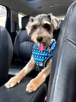 Lucky, a male Miniature Schnauzer and Schnoodle for sale in Missouri City, TX – 2 of 4