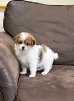 Lexi, a female Pomapoo for sale in Jamestown, PA – 2 of 3