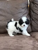 Oreo, a male Pomapoo for sale in Jamestown, PA – 1 of 3