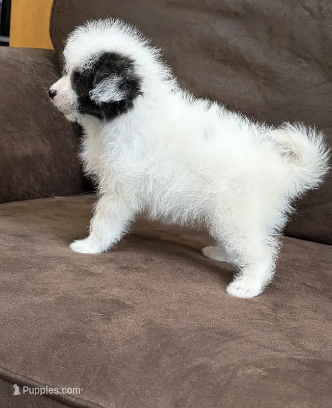 Trixy  – Pomapoo puppy for sale in Jamestown, PA