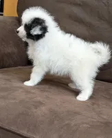 Trixy , a female Pomapoo for sale in Jamestown, PA – 2 of 3