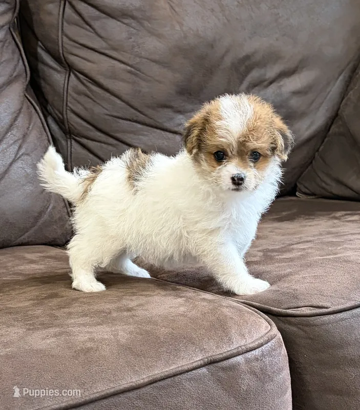 Lexi – Pomapoo puppy for sale in Jamestown, PA