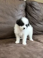 Trixy , a female Pomapoo for sale in Jamestown, PA – 3 of 3