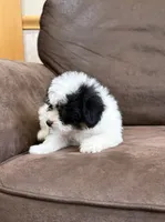 Oreo, a male Pomapoo for sale in Jamestown, PA – 2 of 3