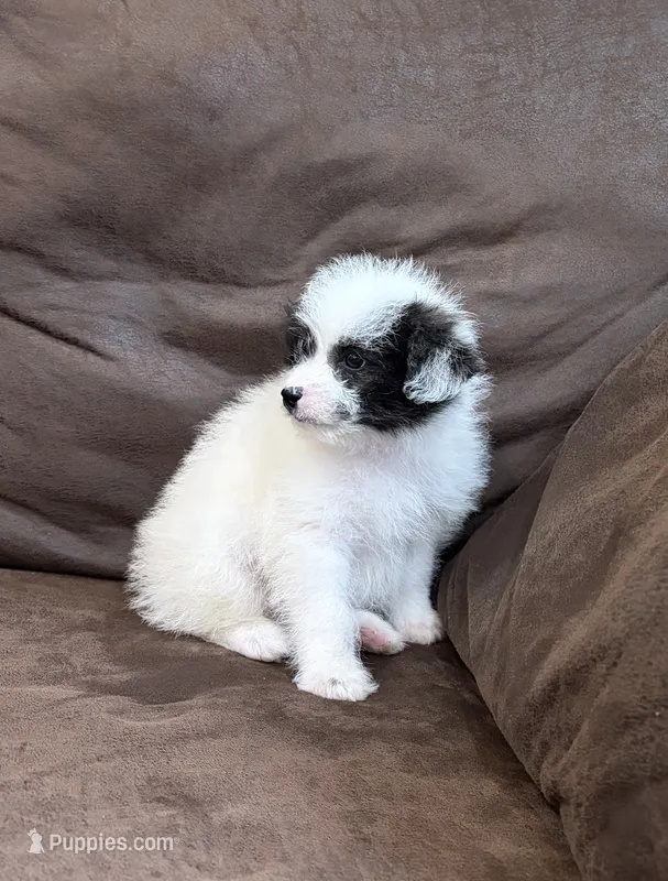 Trixy  – Pomapoo puppy for sale in Jamestown, PA