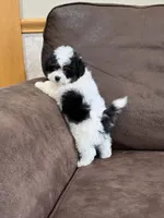 Oreo, a male Pomapoo for sale in Jamestown, PA – 3 of 3