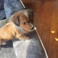 Pretty Boy, a male Miniature Dachshund for sale in Topeka, KS – Photo 1 of 3