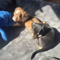 Pretty Boy, a male Miniature Dachshund for sale in Topeka, KS – Photo 2 of 3