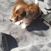 Pretty Boy, a male Miniature Dachshund for sale in Topeka, KS – Photo 3 of 3