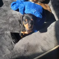 BT, a male Miniature Dachshund for sale in Topeka, KS – Photo 3 of 3