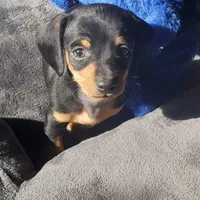 BT, a male Miniature Dachshund for sale in Topeka, KS – Photo 1 of 3