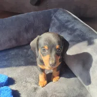 BT, a male Miniature Dachshund for sale in Topeka, KS – Photo 2 of 3