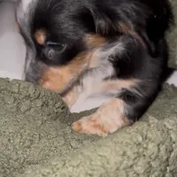 Stan, a male Miniature Dachshund for sale in Topeka, KS – Photo 2 of 2