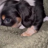 Stan, a male Miniature Dachshund for sale in Topeka, KS – Photo 1 of 2