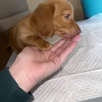 Only, a female Miniature Dachshund for sale in Topeka, KS – Photo 1 of 3