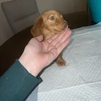 Only, a female Miniature Dachshund for sale in Topeka, KS – Photo 3 of 3