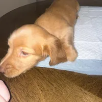 Only, a female Miniature Dachshund for sale in Topeka, KS – Photo 2 of 3