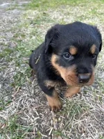 Drako, a male Rottweiler for sale in Windsor, VA – Photo 4 of 4