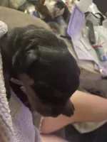 Drako, a male Rottweiler for sale in Windsor, VA – Photo 2 of 4